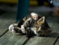 /album/fotogaleria/maciatko-jpg/